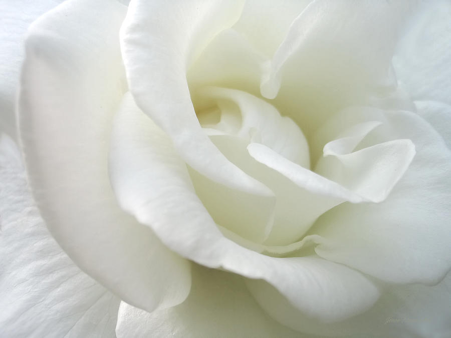 White Rose Angel Wings by Jennie Marie Schell