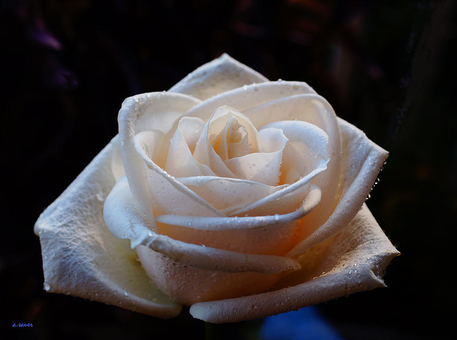 White Rose Photograph by Angelika Sauer | Fine Art America