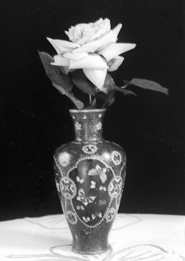White Rose Antique Vase Photograph by William Haggart