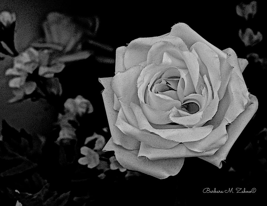 White Rose Photograph by Barbara Zahno