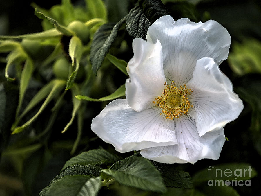 White Rose Photograph by Belinda Greb