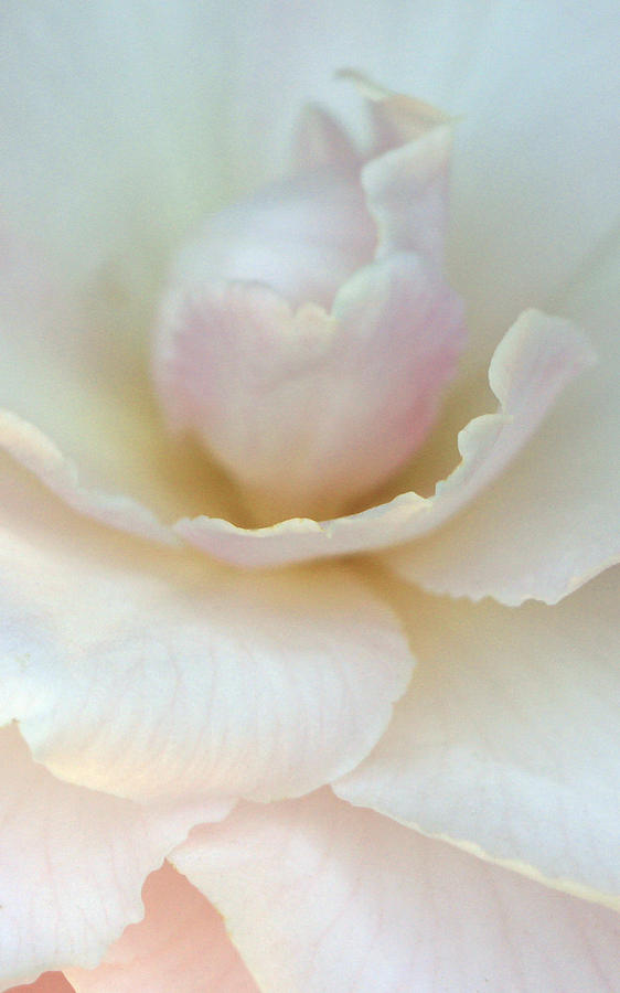 White Rose Photograph by Beth Taylor