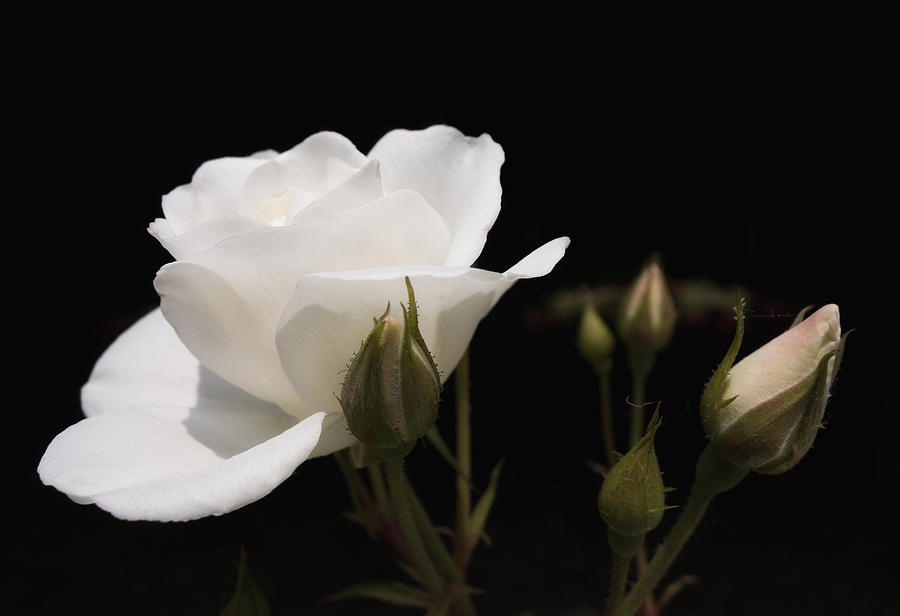 white rose black background