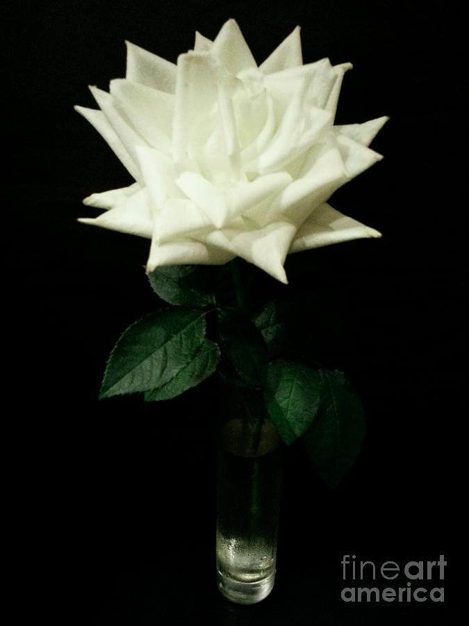 Nature Photograph - White Rose Bloom by Imani  Morales