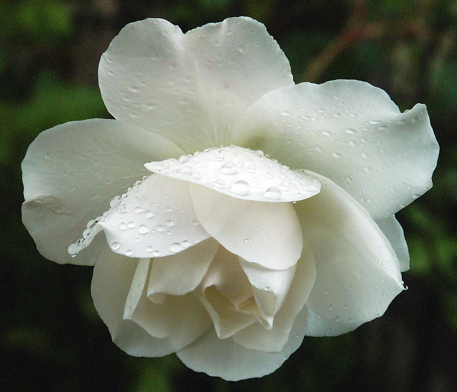 White Rose Bowing In The Rain Photograph by Baato White Rose Bowing In The Rain Photograph by Baato