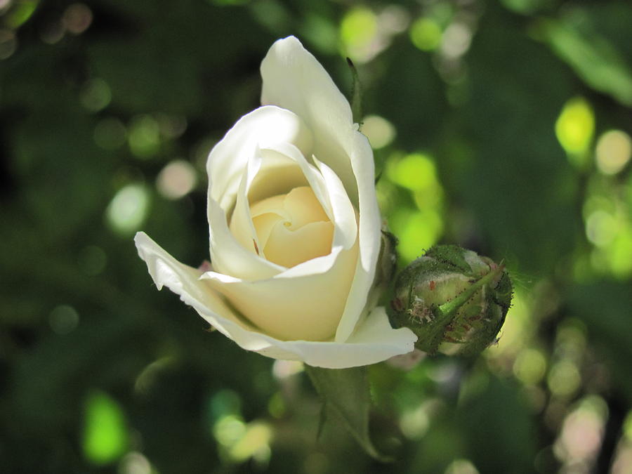White Rose Bud Photograph by Dody Rogers