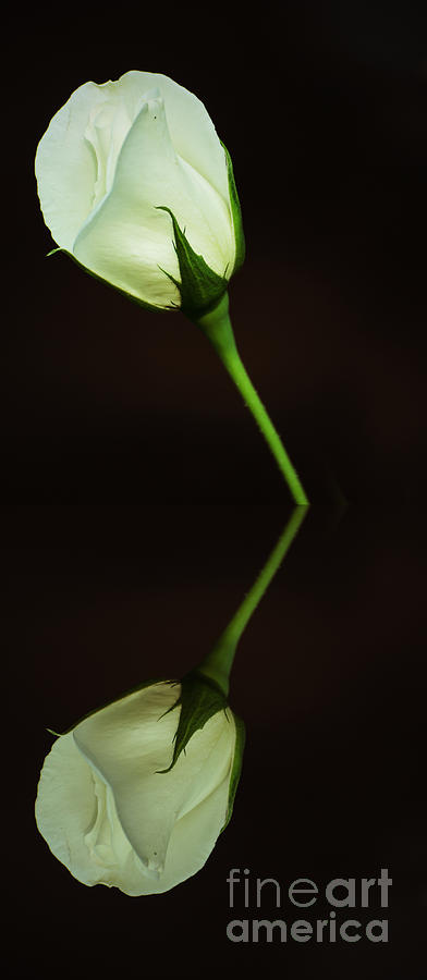 White Rose Bud Reflection Photograph by Donna Brown