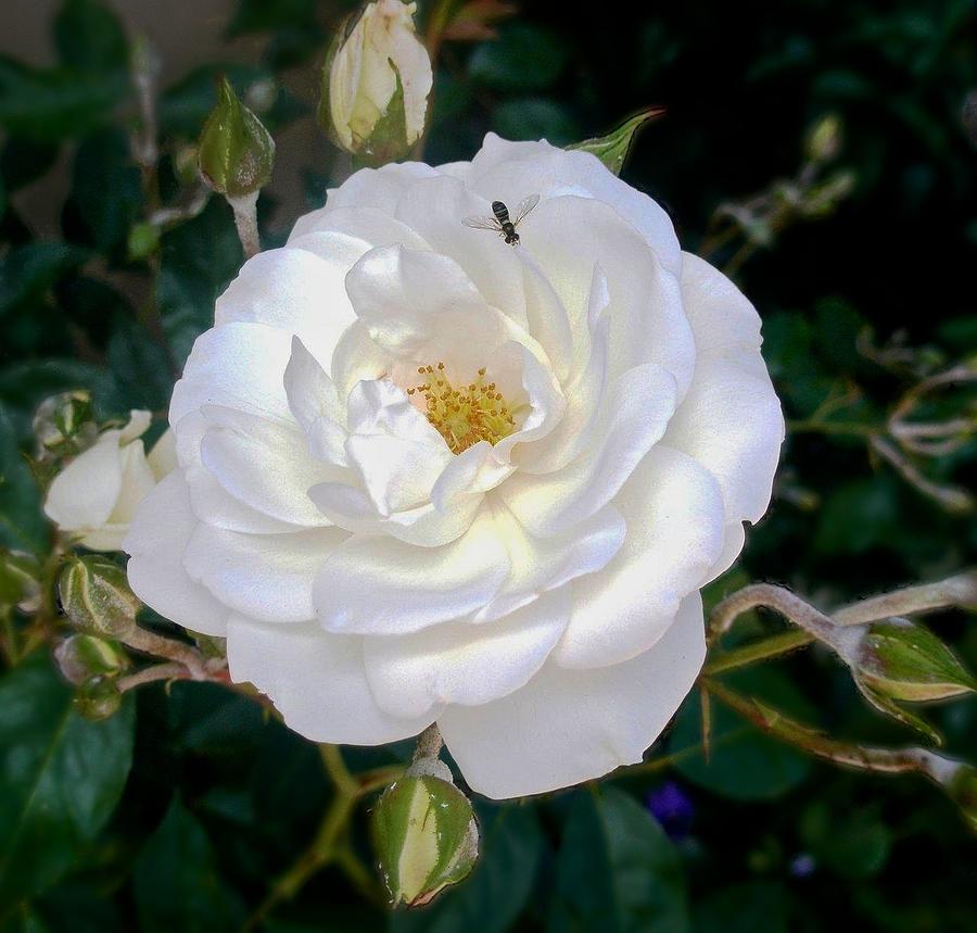 Bernardus White Rose Bush Photograph by Kristina Deane