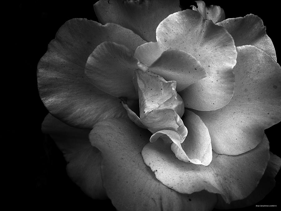 White Rose BW 01 Photograph by Brian Gilna