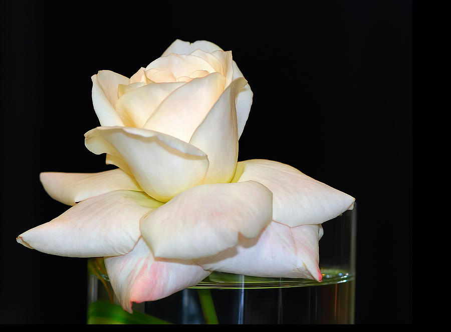 White Rose Photograph by Carol Eade