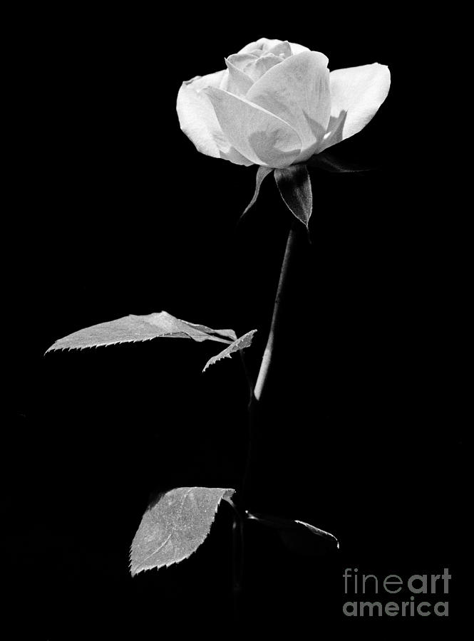 White rose Photograph by Casper Cammeraat