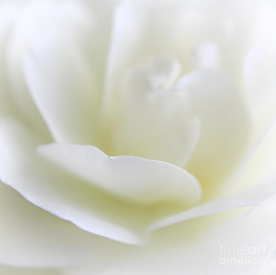White Rose Photograph by Charline Xia