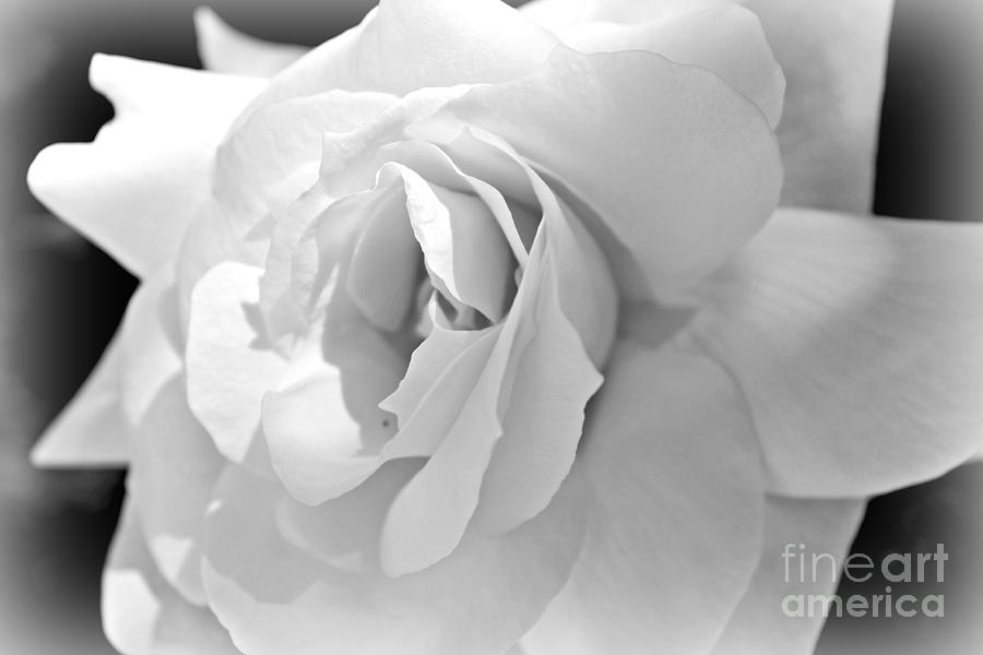 White Rose Photograph by Clare Bevan