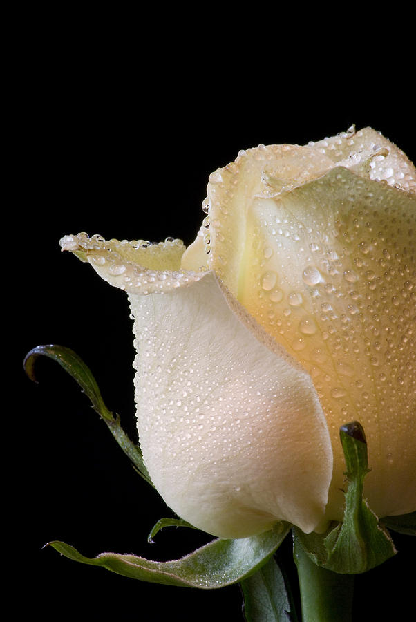 White Rose Close-Up Photograph by Don Johnson