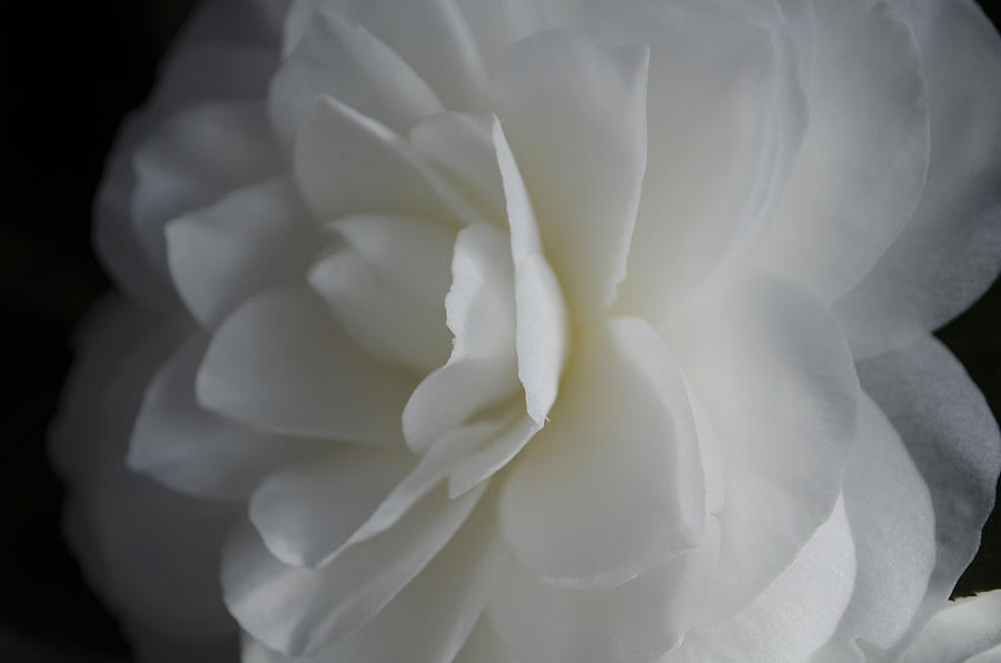 White Rose Photograph by Dan Hefle