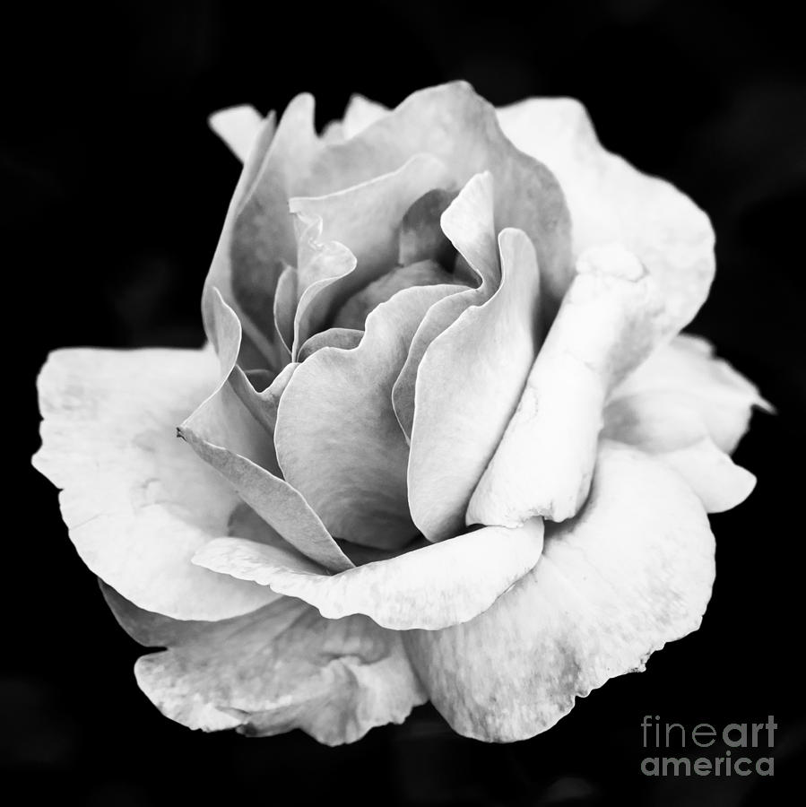 White Rose Photograph by Daniel Heine