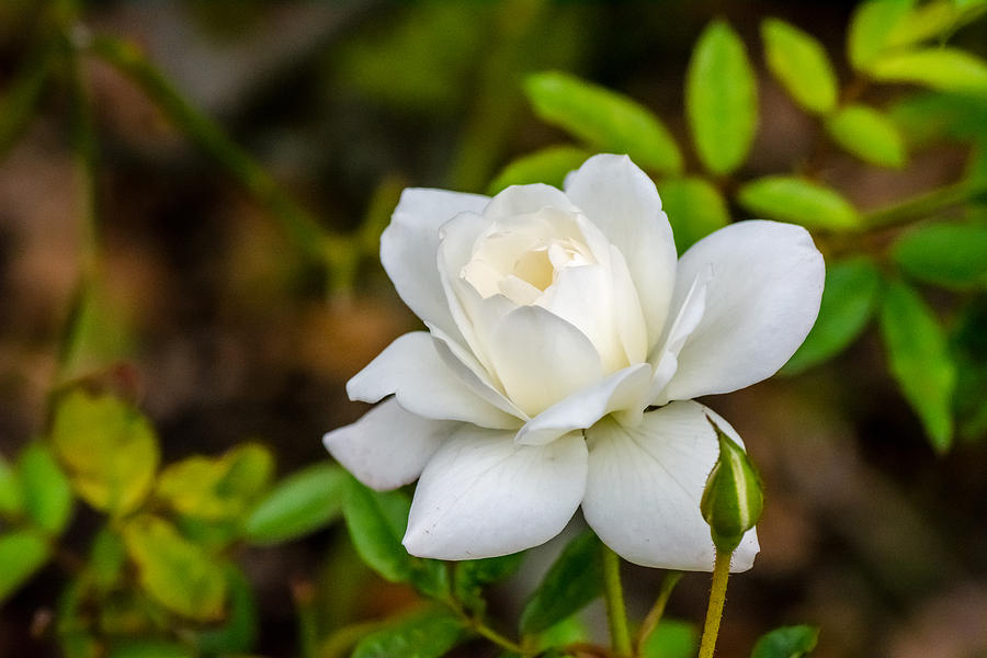 White Rose Photograph by David Morefield