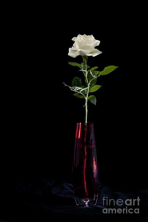 White Rose Photograph by Donald Davis