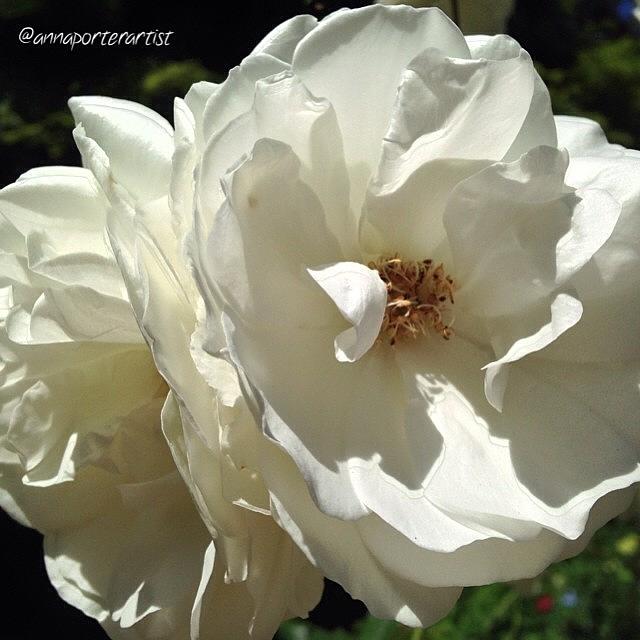 Noedit Photograph - White Rose Duet In My Garden Right Now! by Anna Porter