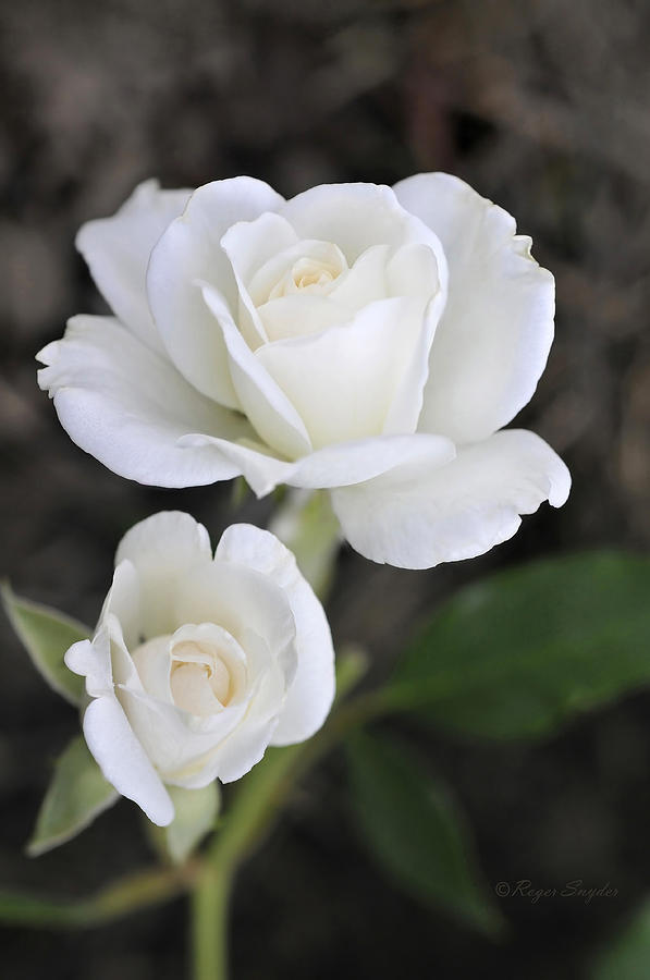 White Rose Duo Photograph by Roger Snyder