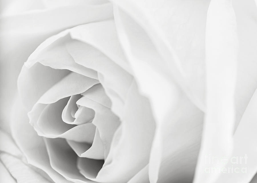White rose Photograph by Elena Elisseeva