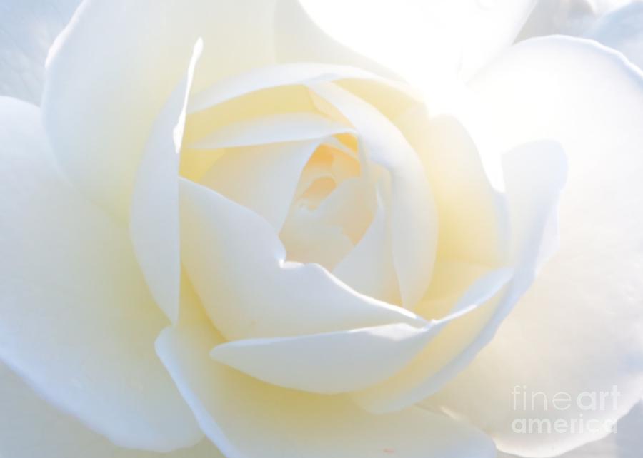 White Rose Energy Photograph by Carol Groenen