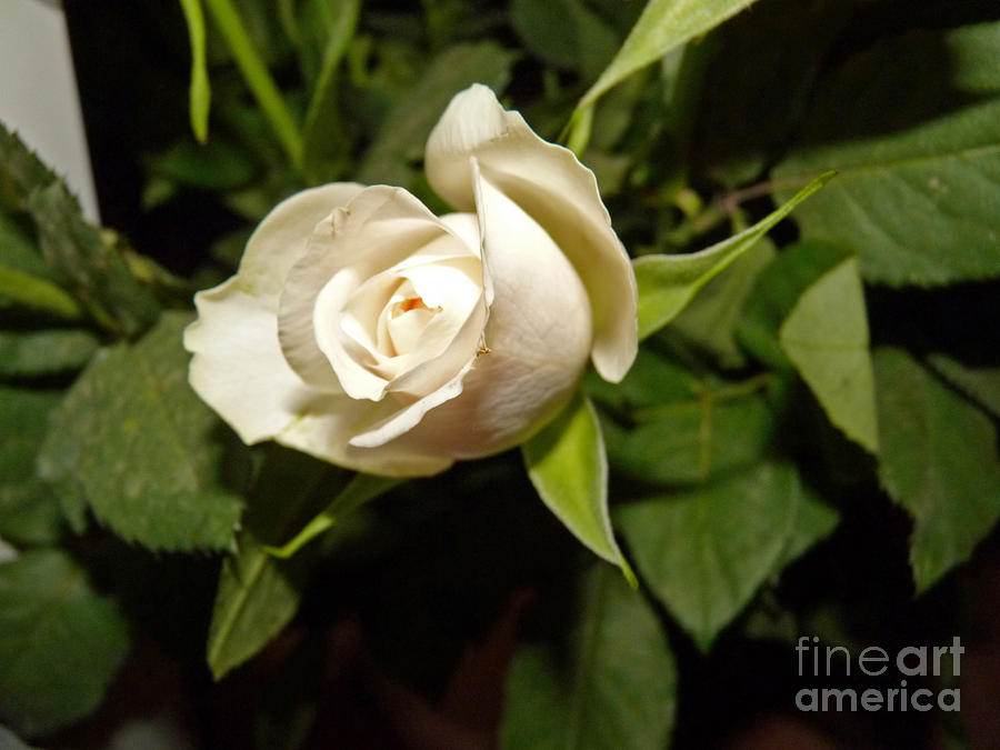 White Rose Photograph by Eva-Maria Di Bella