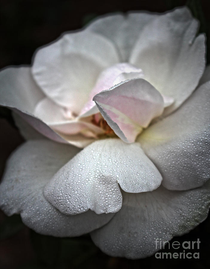 White Rose Floral Morning Glow Photograph by Ella Kaye Dickey