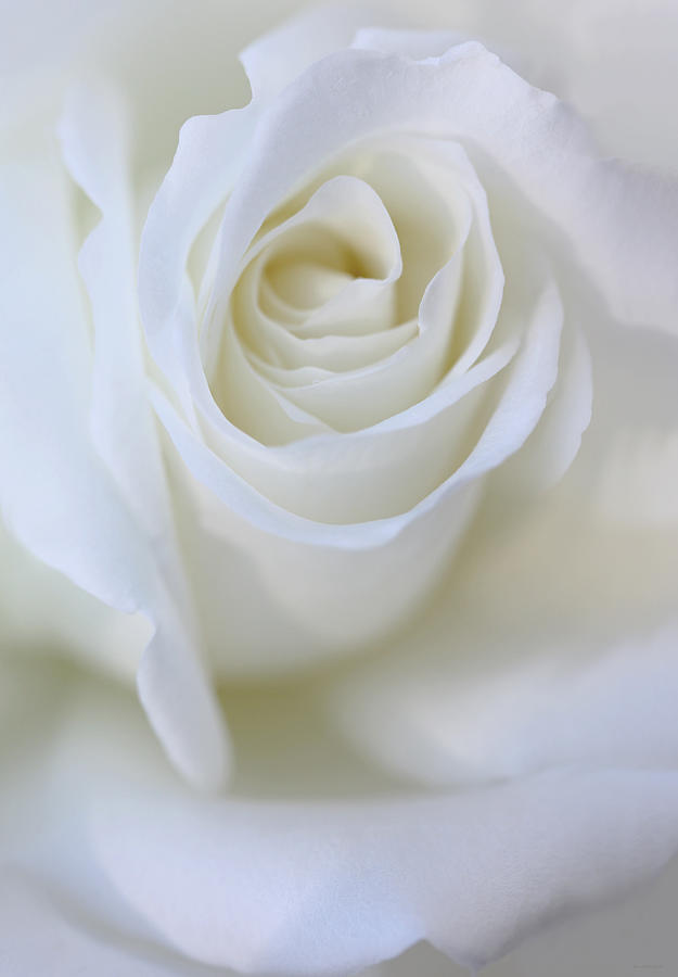 Nature Photograph - White Rose Floral Whispers by Jennie Marie Schell