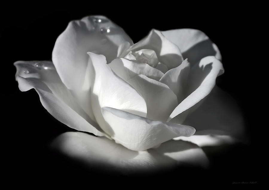 White Rose Flower Glow Photograph by Jennie Marie Schell