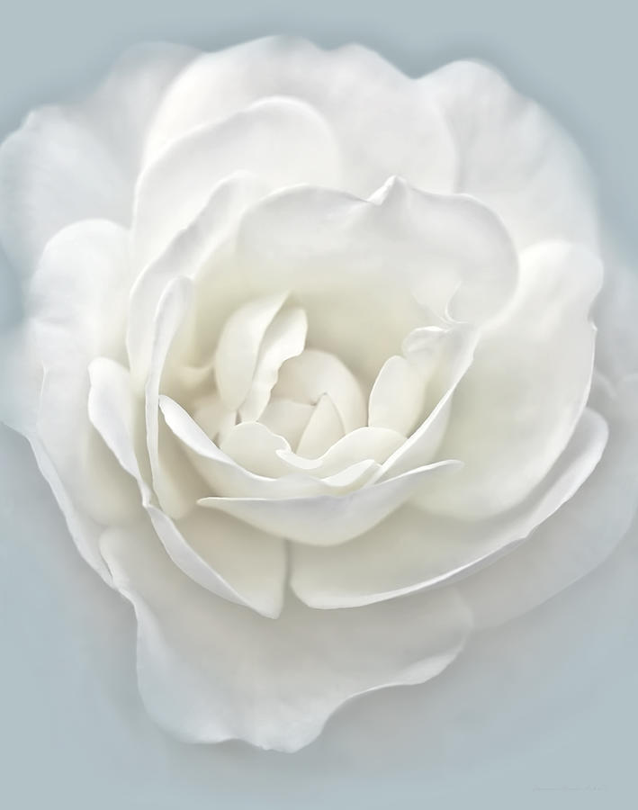 Nature Photograph - White Rose Flower Silver Blue by Jennie Marie Schell