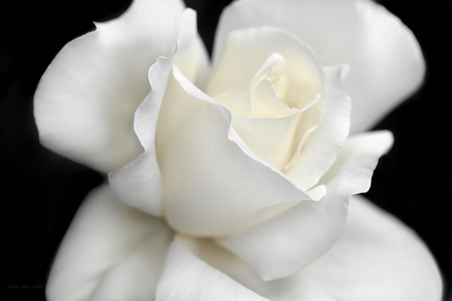 White Rose Flower Splendor  Photograph by Jennie Marie Schell