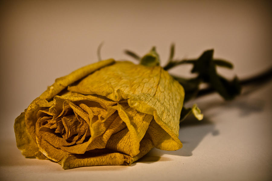 White Rose for MOM Photograph by Joel Loftus
