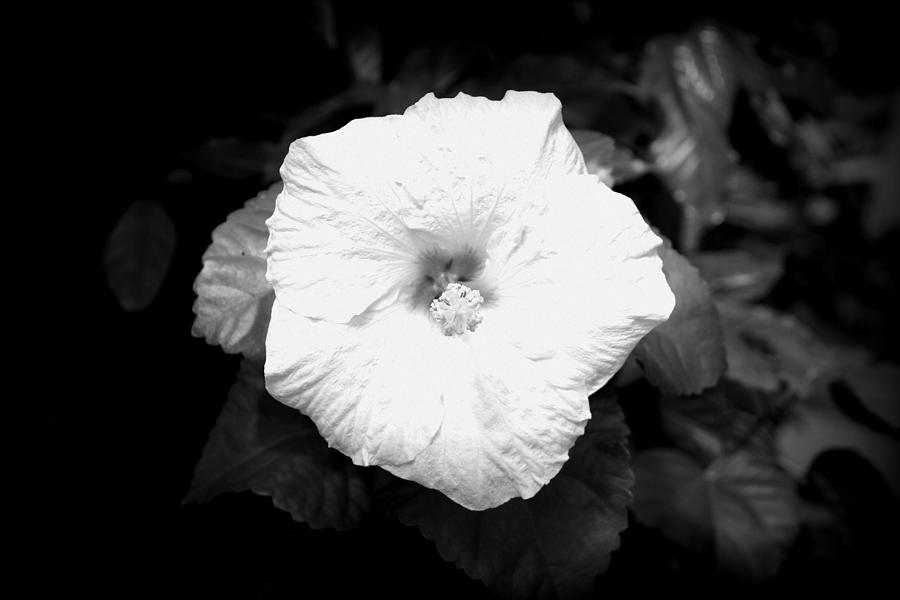 white-rose-photograph-by-frank-hearron-pixels