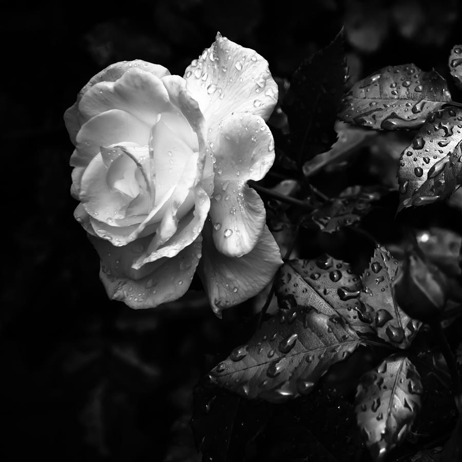 Black And White Photograph - White Rose Full Bloom by Darryl Dalton