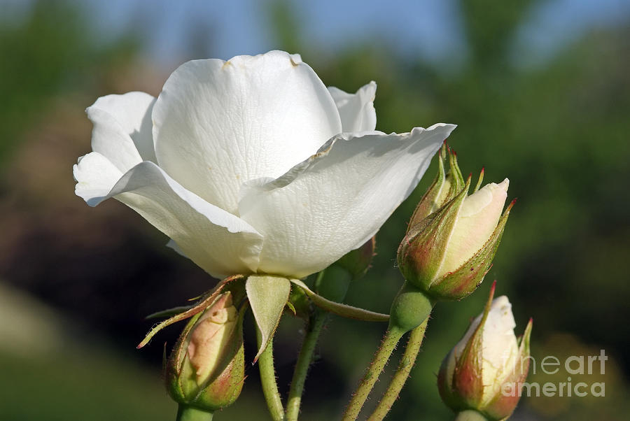 White rose Photograph by George Atsametakis