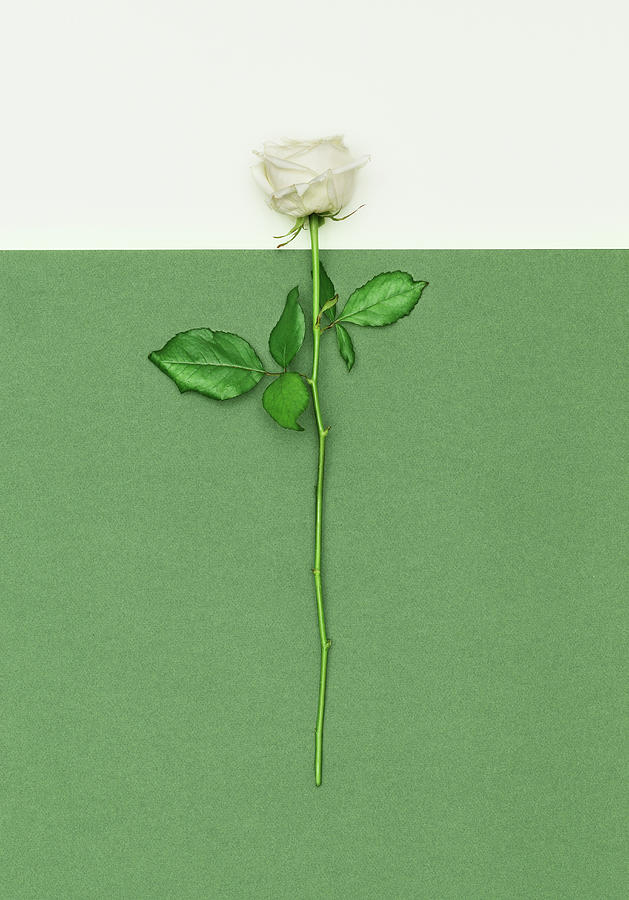 White Rose Photograph by Henrik Sorensen