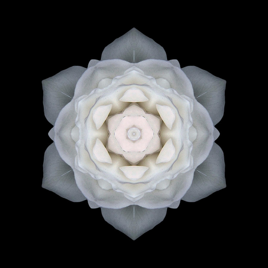 White Rose I Flower Mandala Photograph by David J Bookbinder