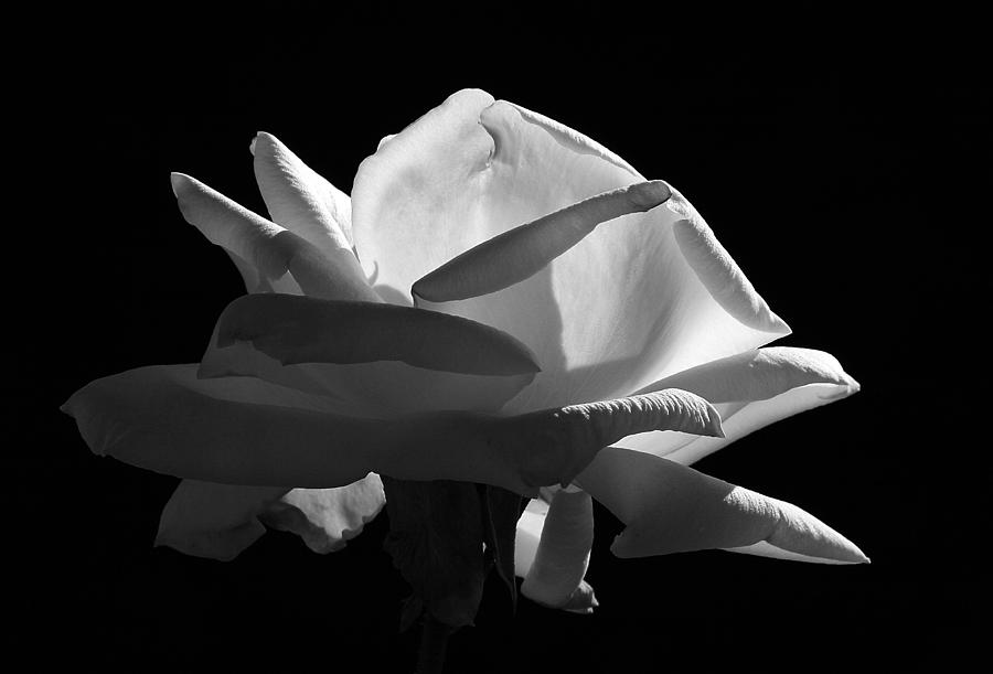 White Rose In Black and White Photograph by Robert Woodward