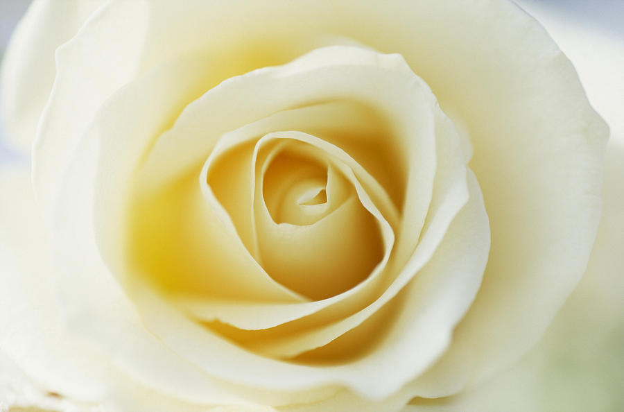 White Rose In Bloom Photograph by Jan Vermeer