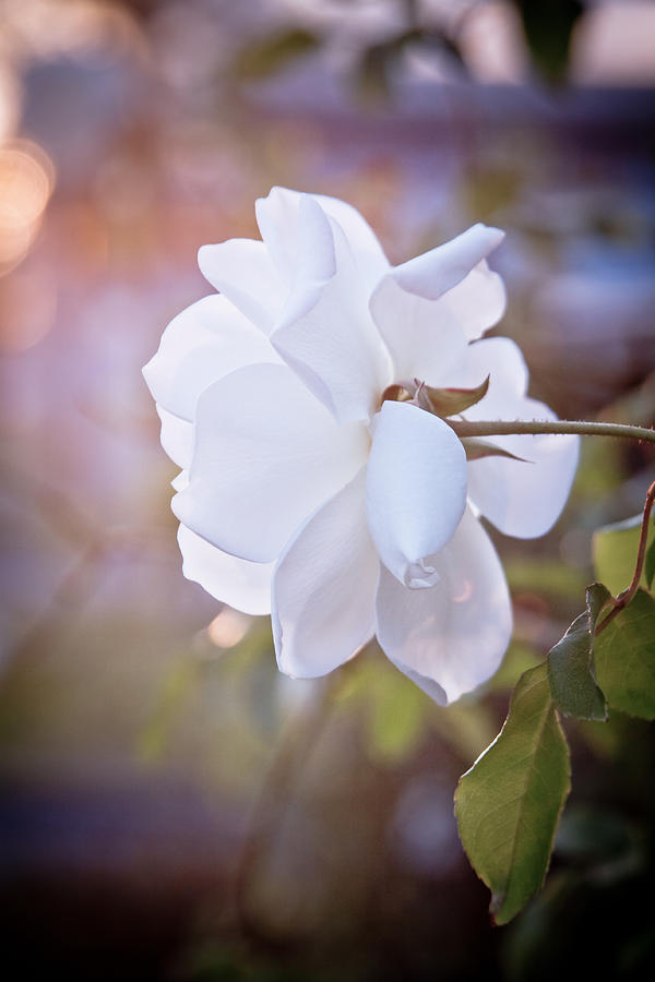 White Rose in Light Digital Art by Linda Unger
