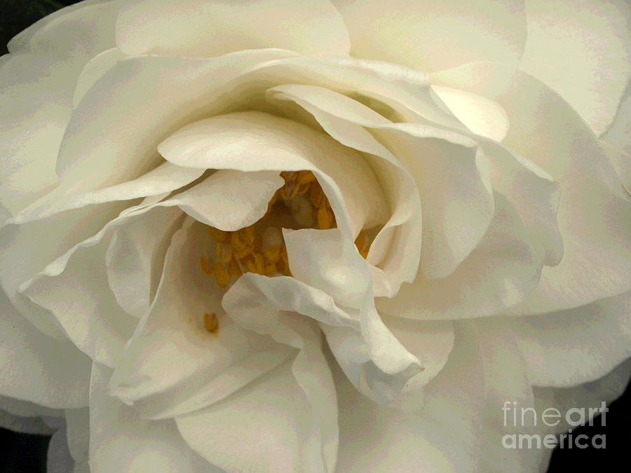 White Rose Photograph by Jacklyn Duryea Fraizer