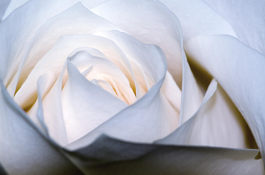 White Rose Photograph by Jim Shackett