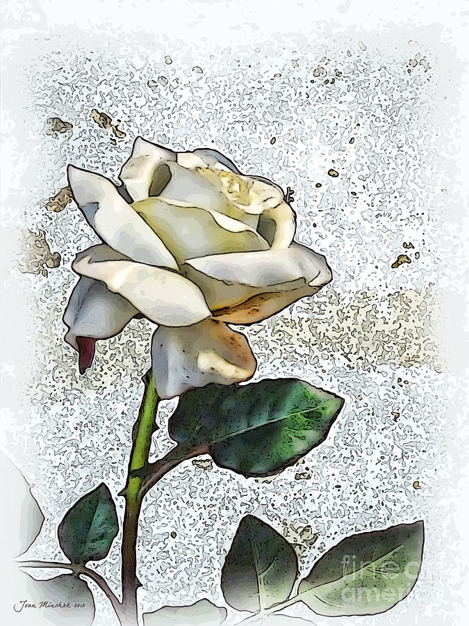 White Rose Photograph by Joan Minchak - Fine Art America