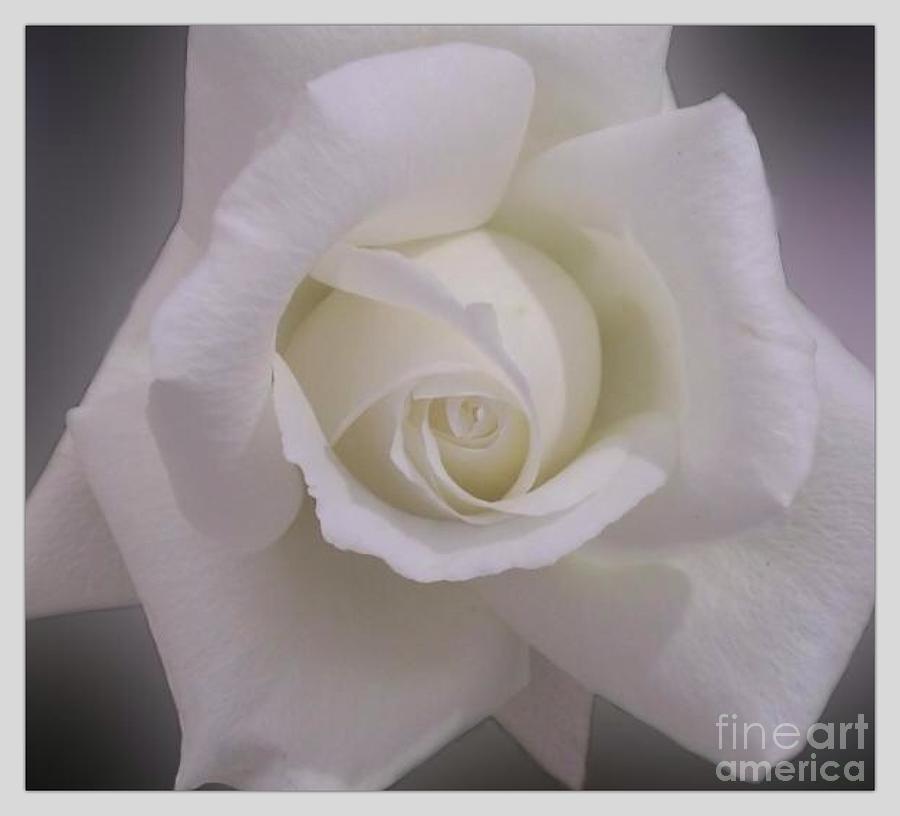 White Rose Photograph by Joan-Violet Stretch