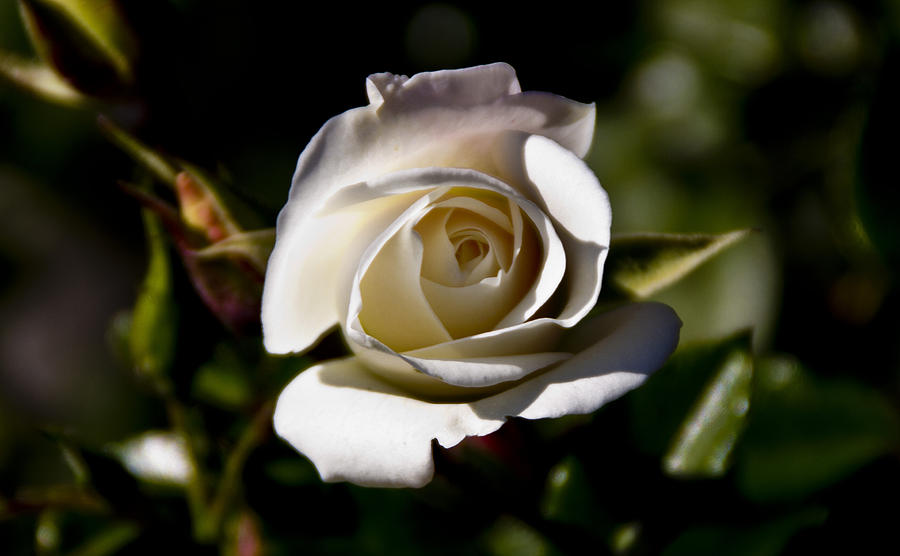 White Rose Photograph by John Stuart Webbstock