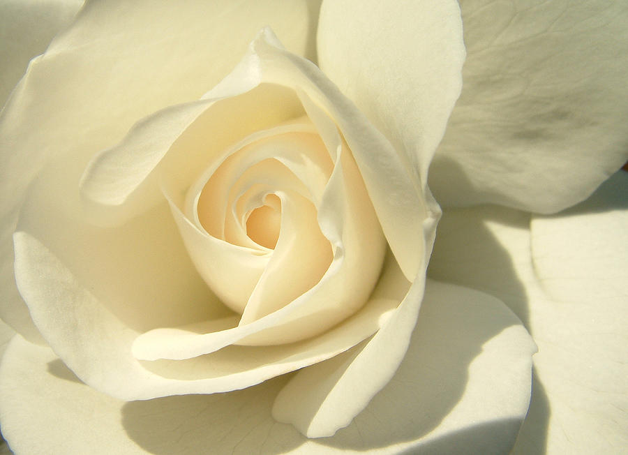White Rose Photograph by John Topman