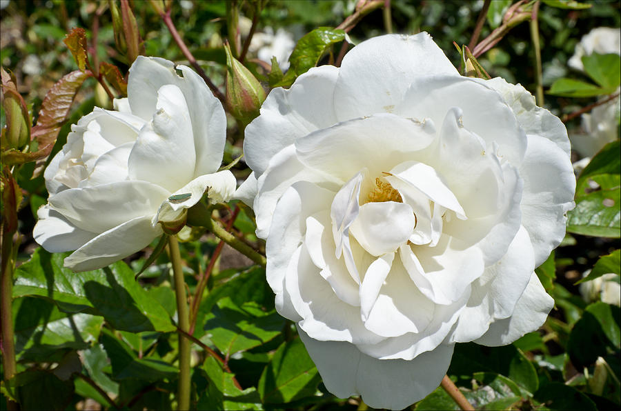 White Rose Photograph by Jon Exley