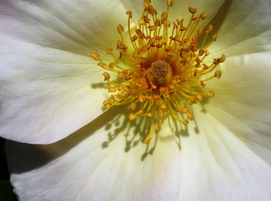 White Rose Photograph by Kevin B Bohner