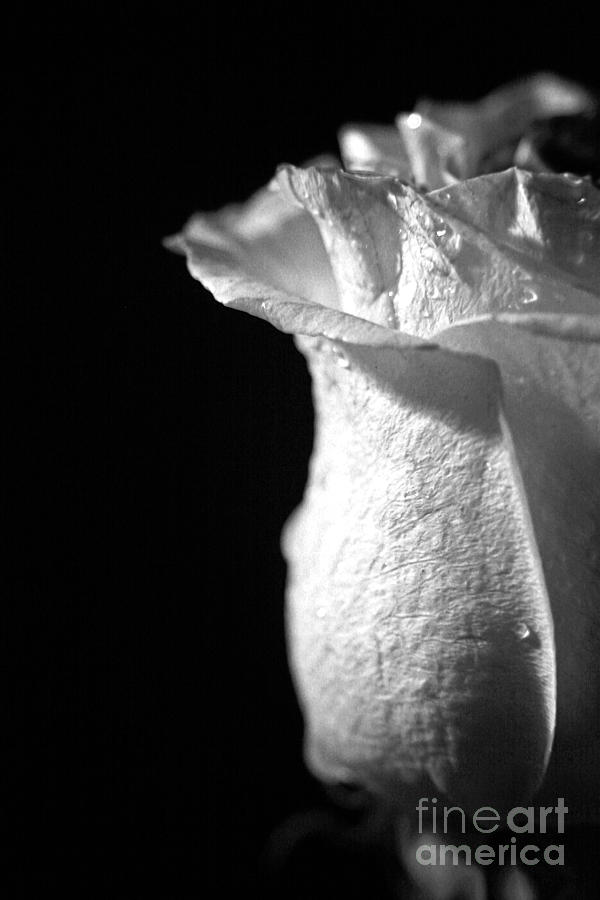 Spring Photograph - White Rose by Lali Kacharava
